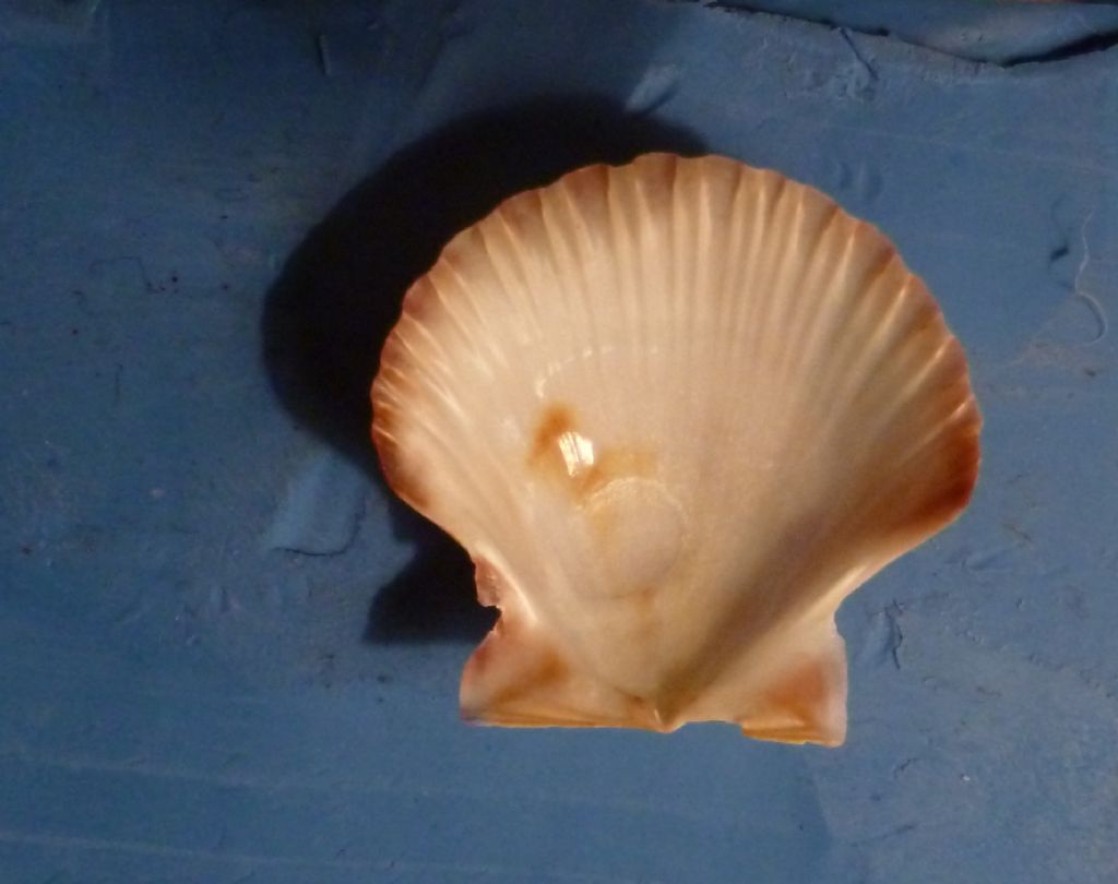 Pecten jacobeus giov.?
