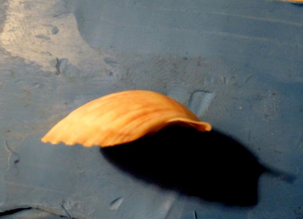 Pecten jacobeus giov.?