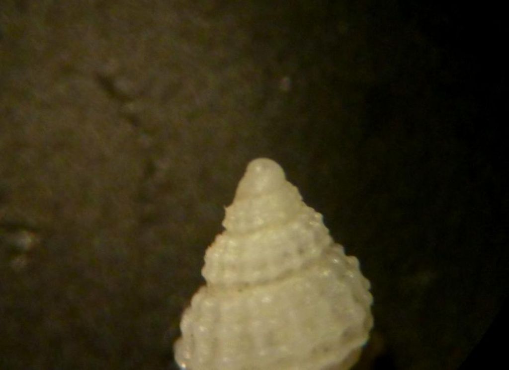 Alvania da determinare