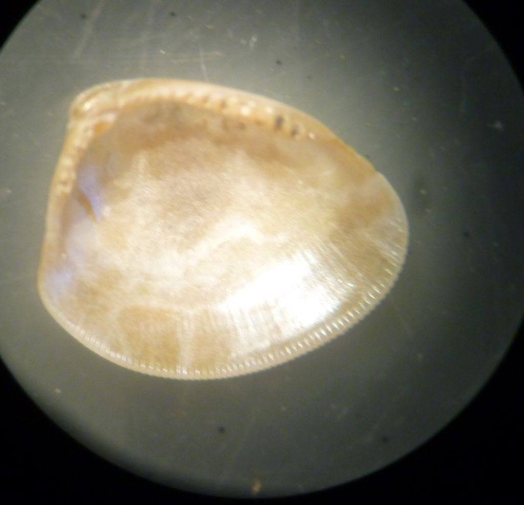 Nucula da determinare