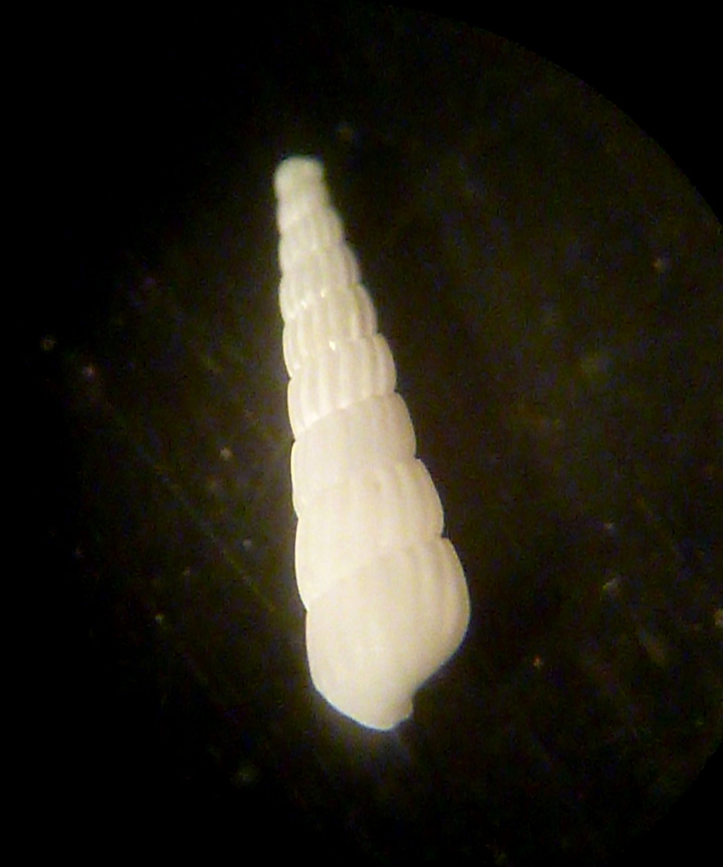 Turbonilla da determinare