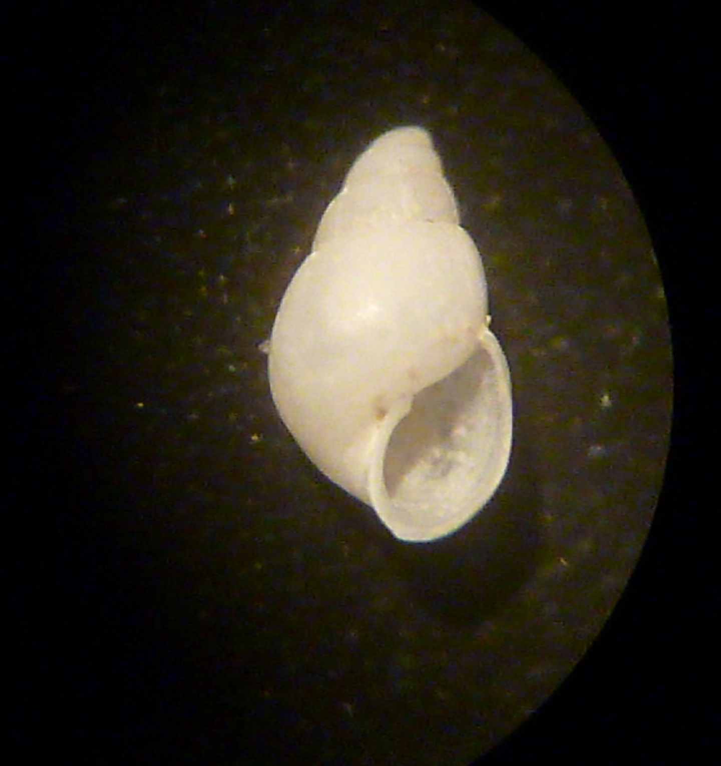 Odostomia da determinare