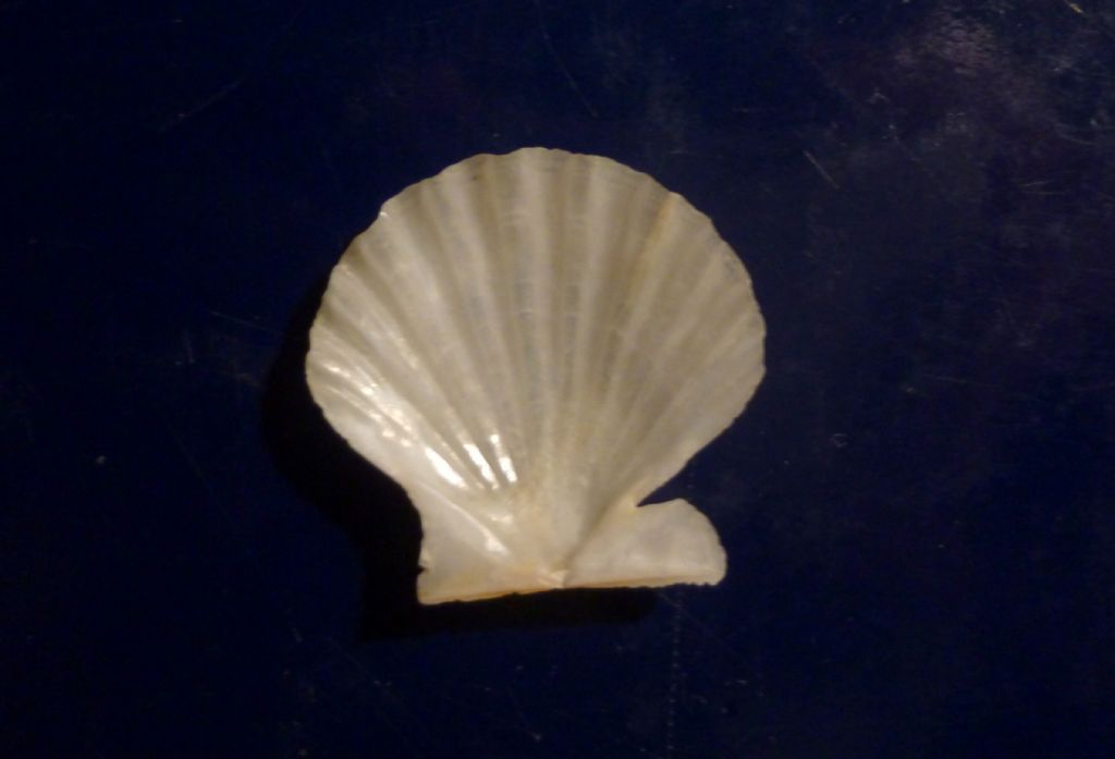 Pectinide da determinare