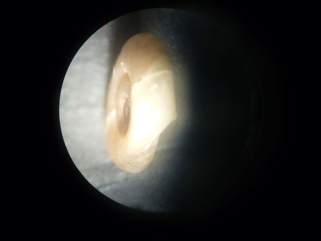 gasteropode  da determinare