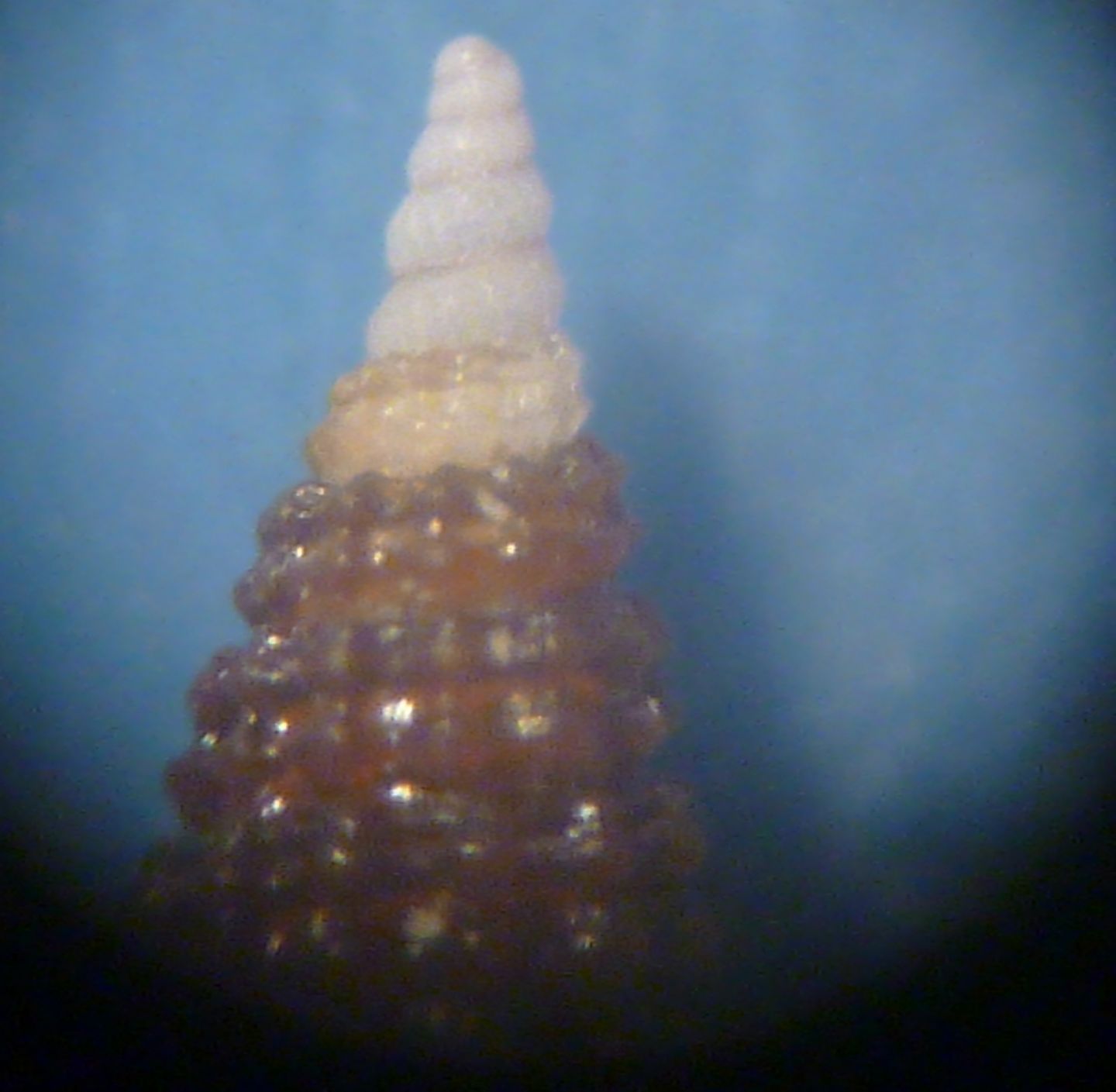 Cerithiopsis da determinare