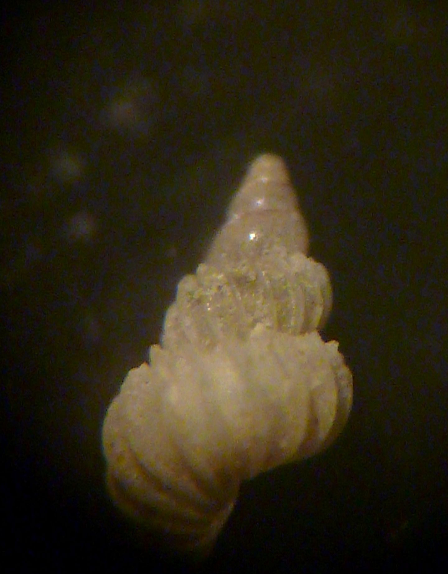 Epitonium algerianum?