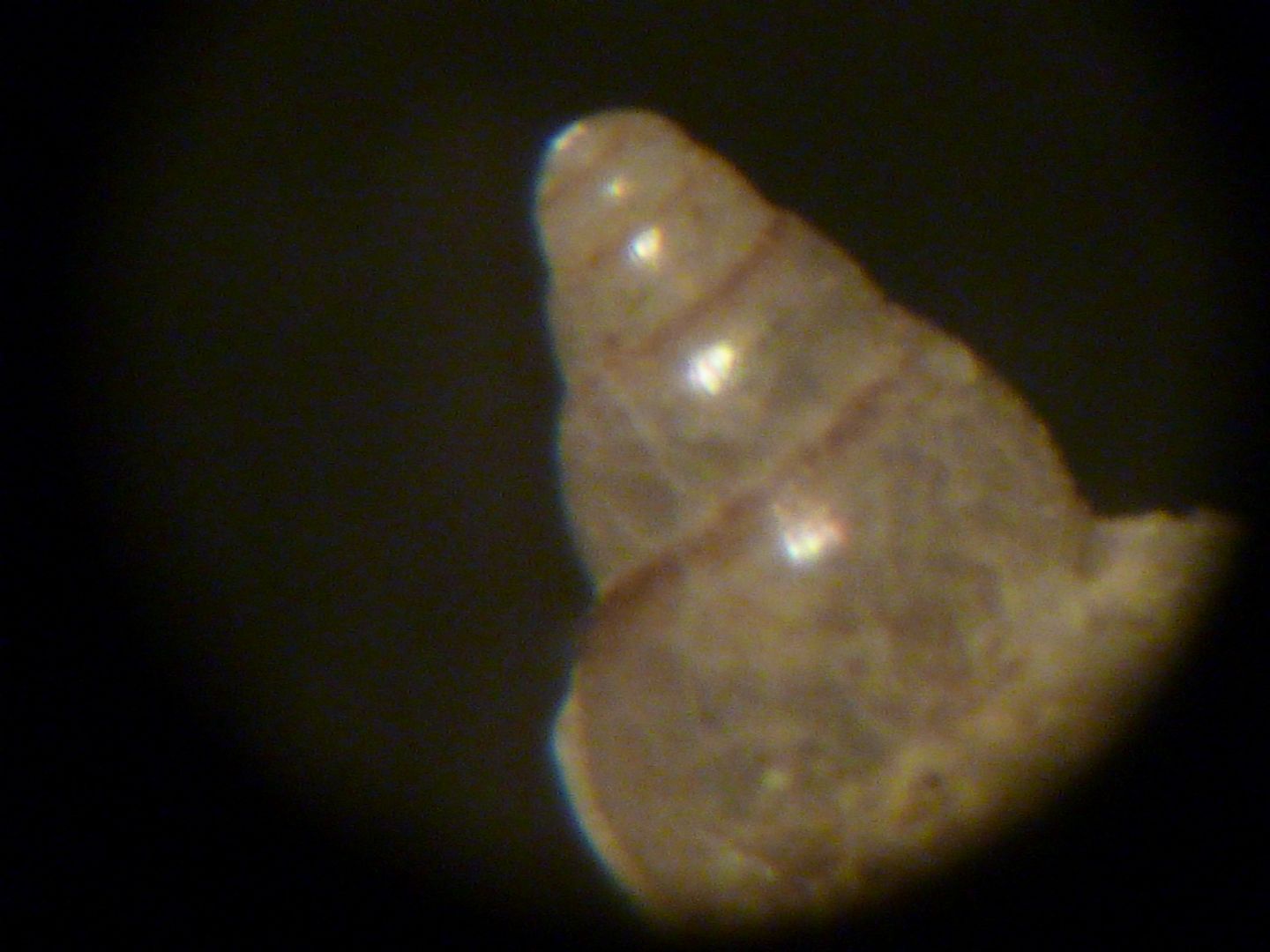 Epitonium algerianum?