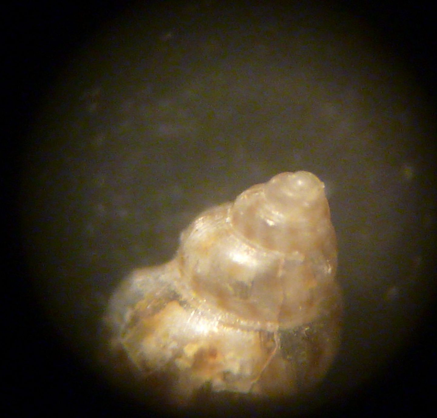 Crisilla beniamina?