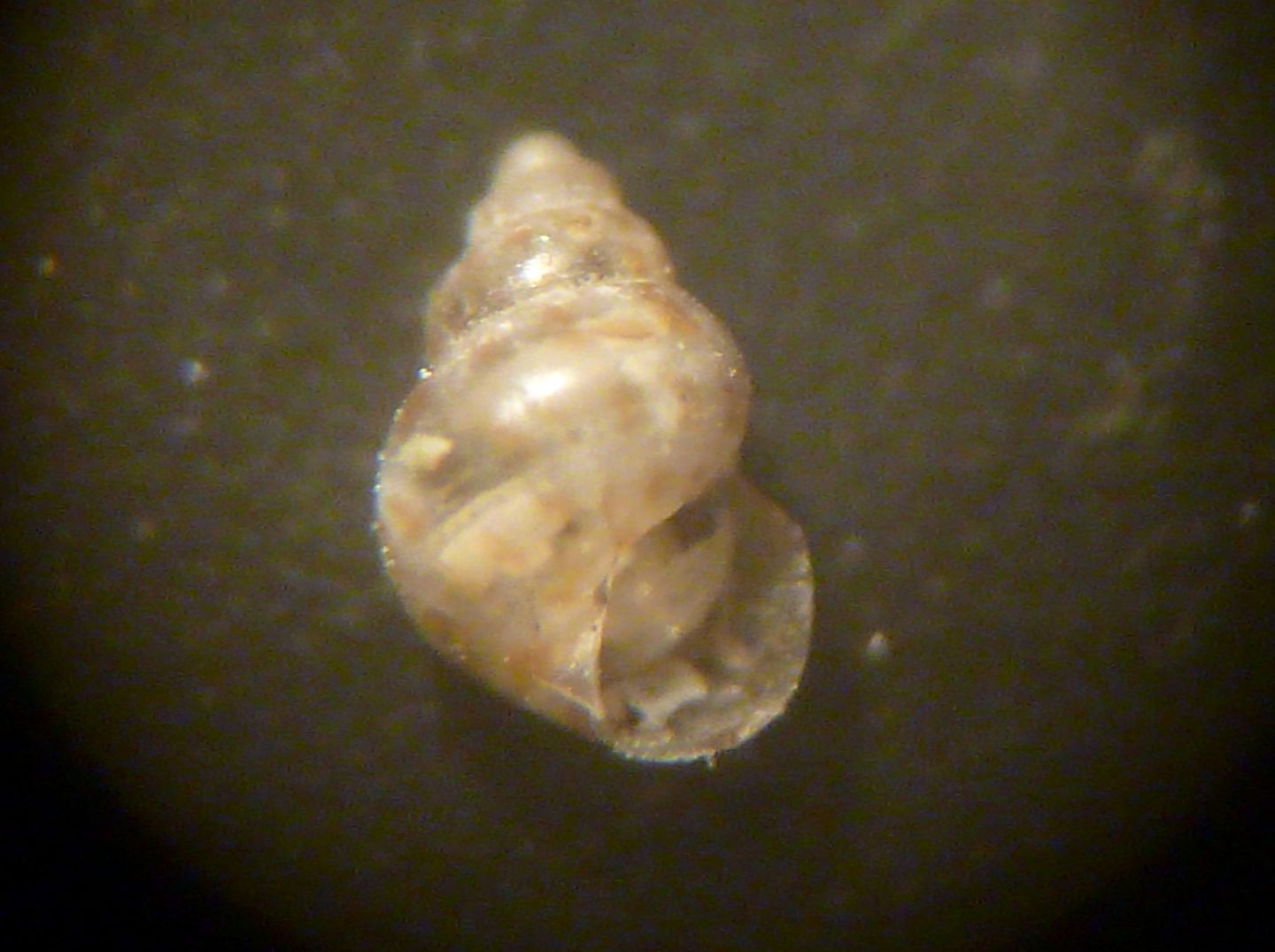 Crisilla beniamina?