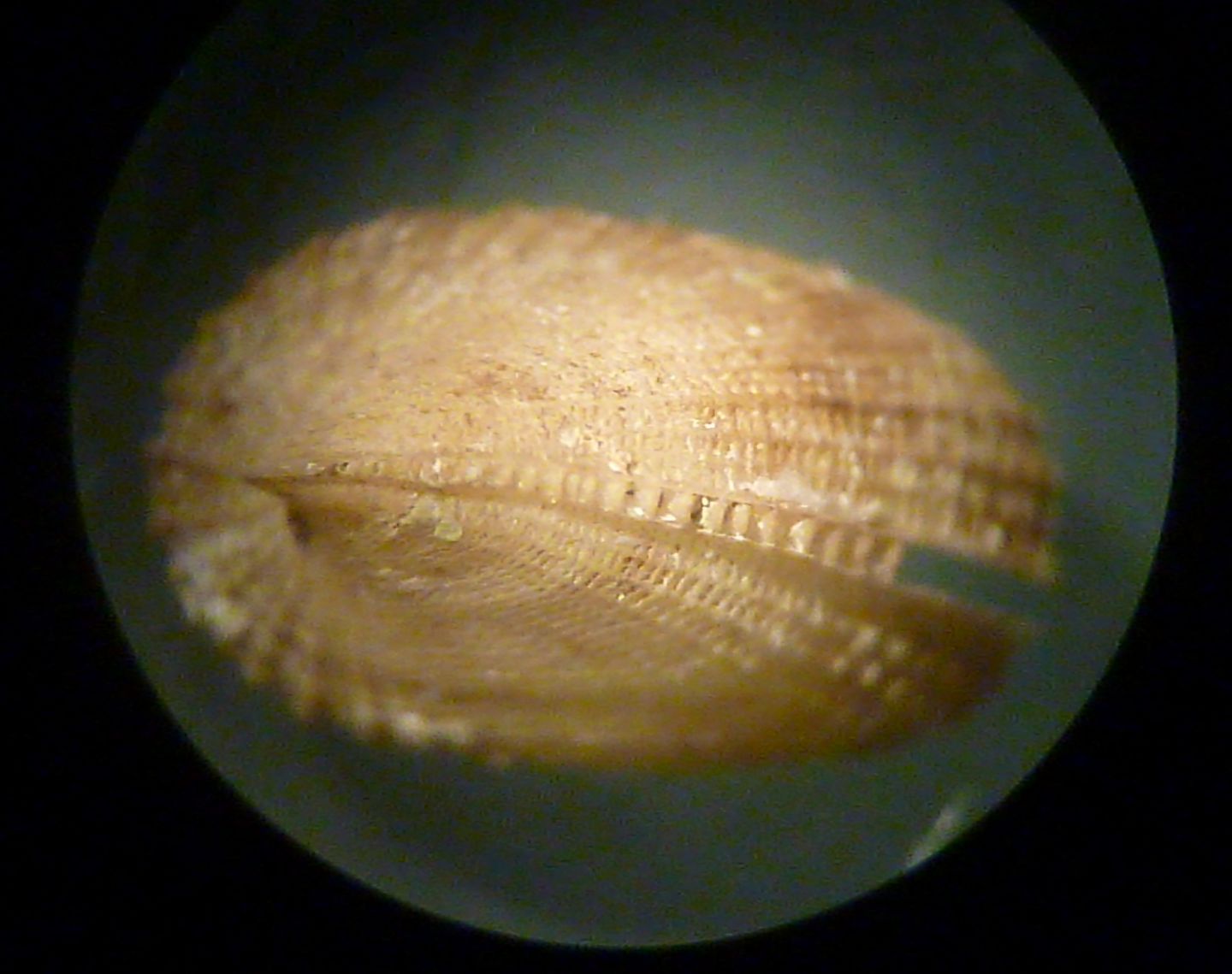 Emarginula octaviana?