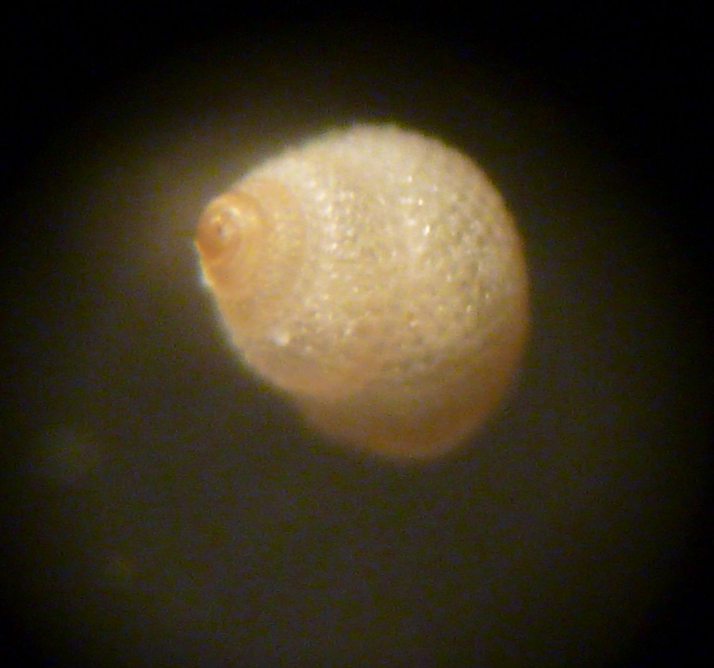 microgasteropode