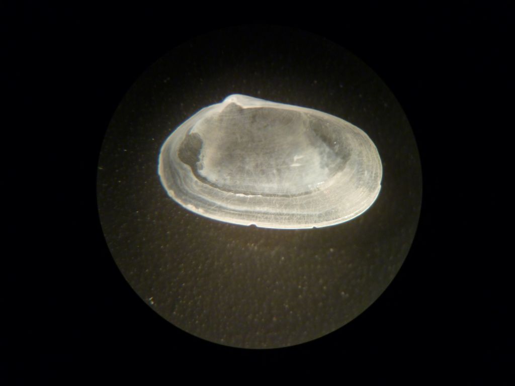 Telimya ferruginosa?