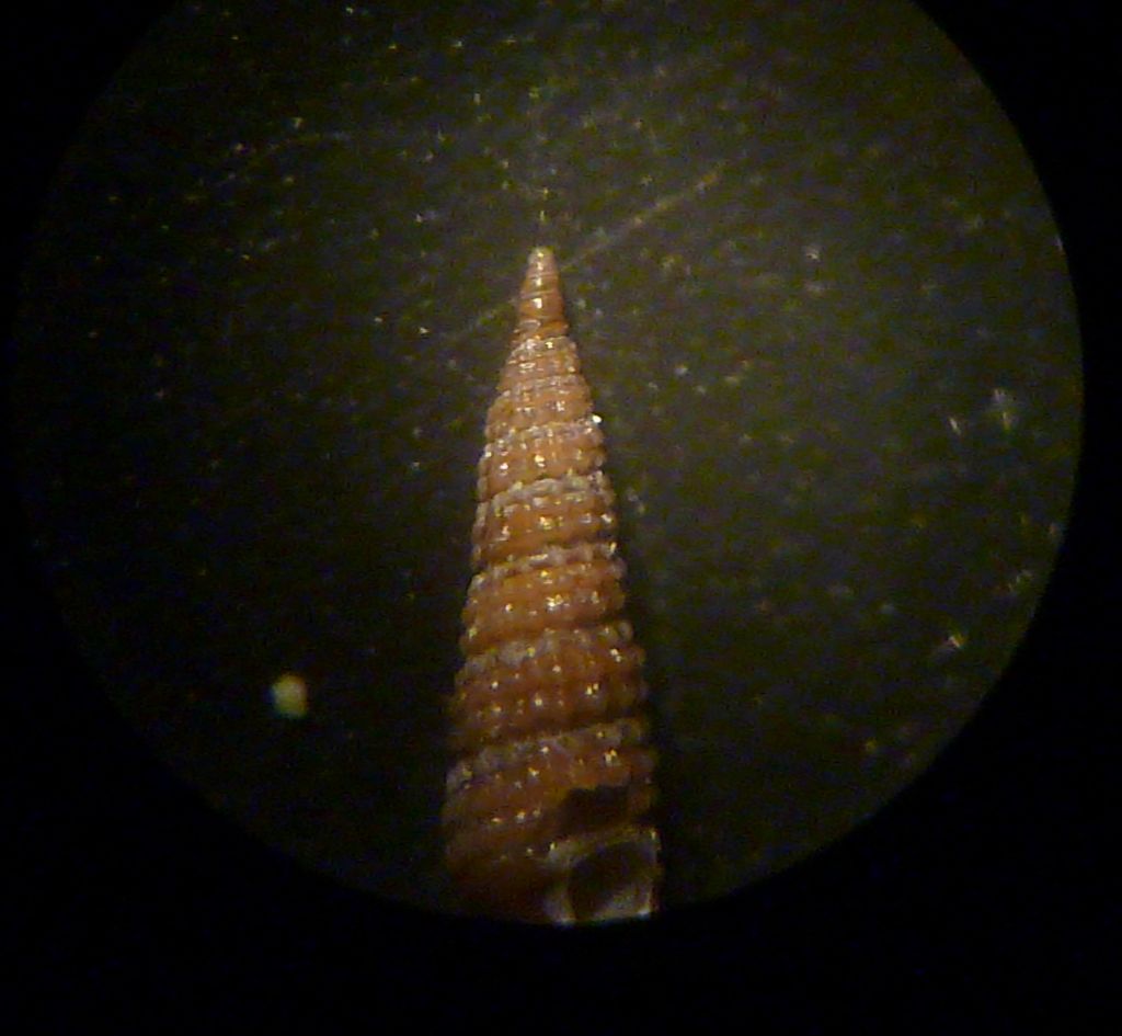 Cerithiopsidae da dterminare
