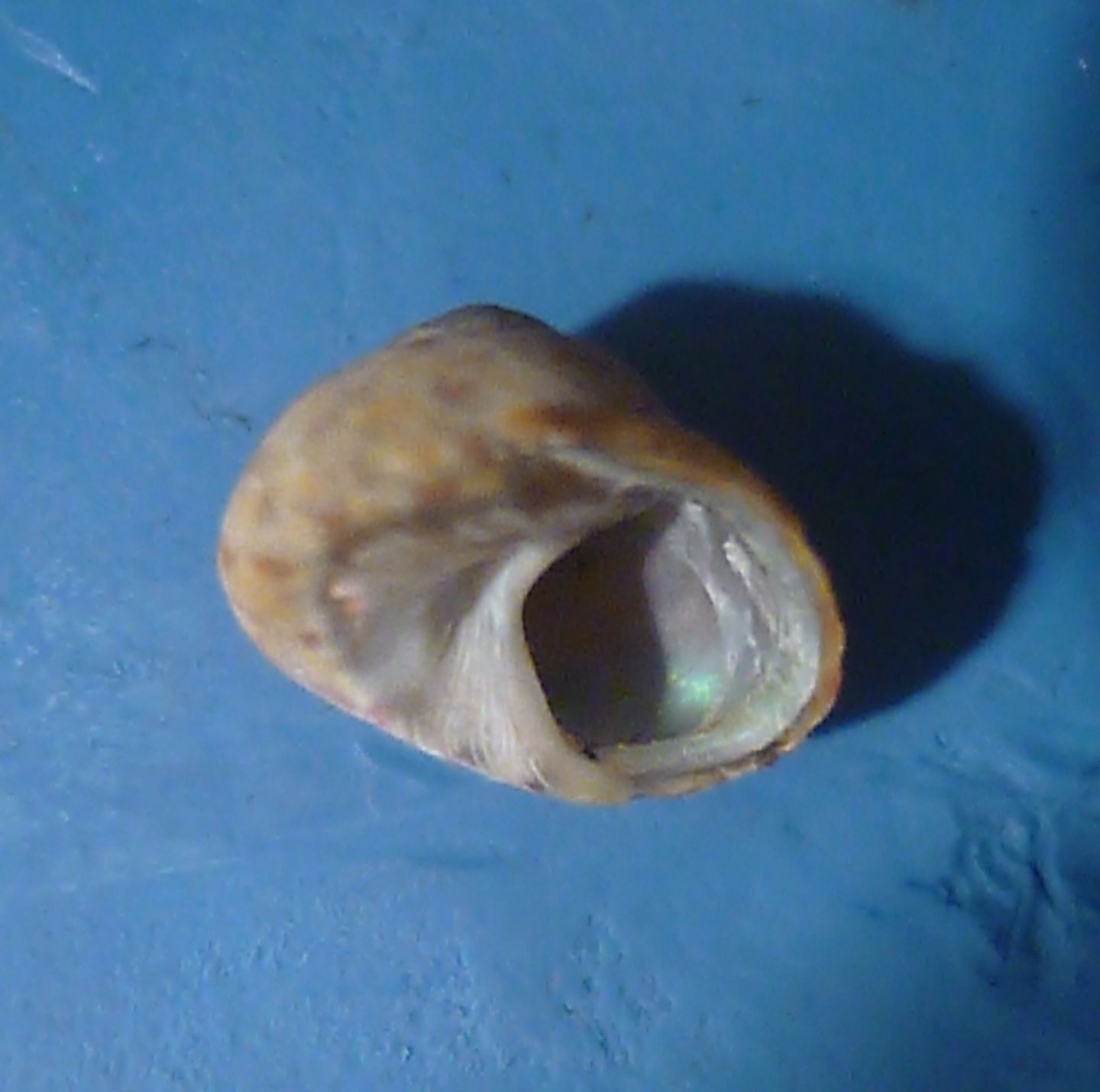 Trochide da determinare