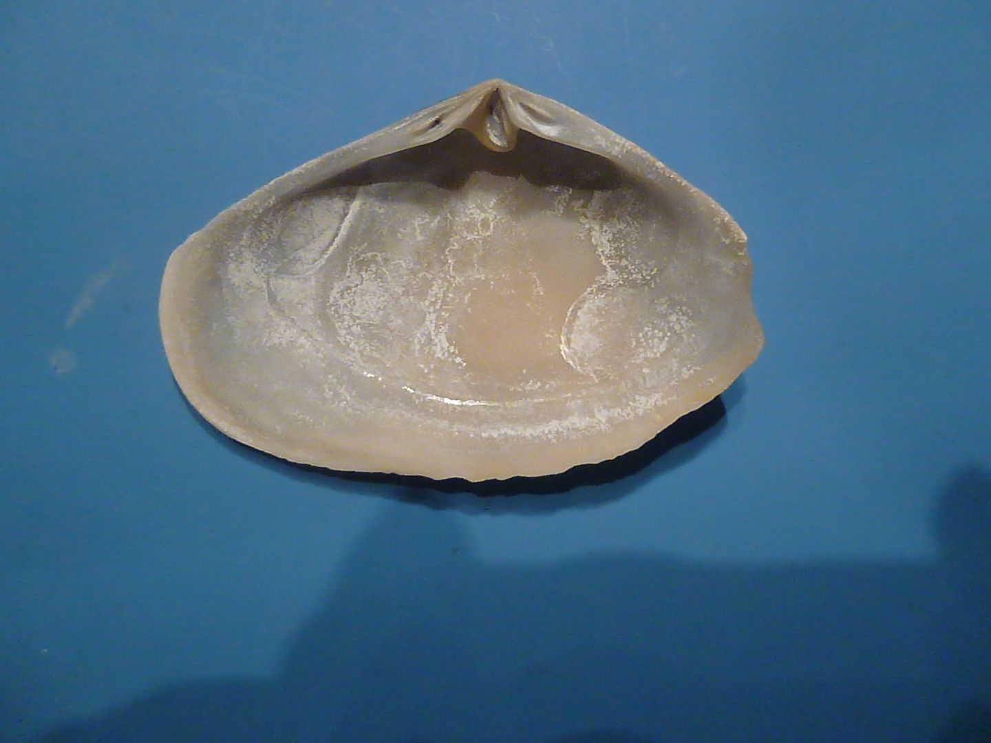 Bivalve da identificare