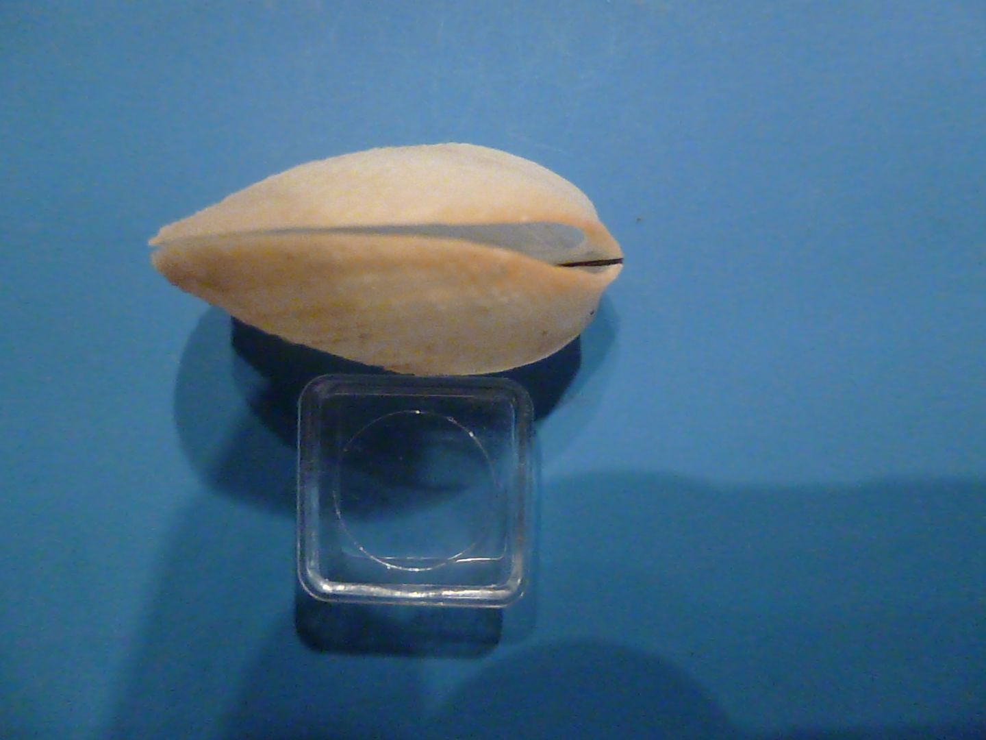 Limaria tuberculata?