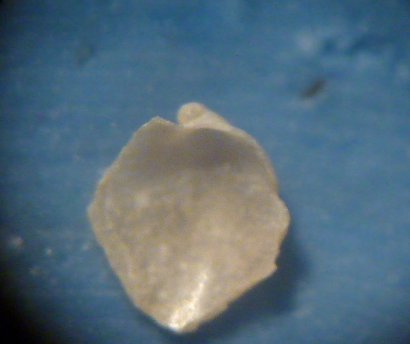 Petalifera?