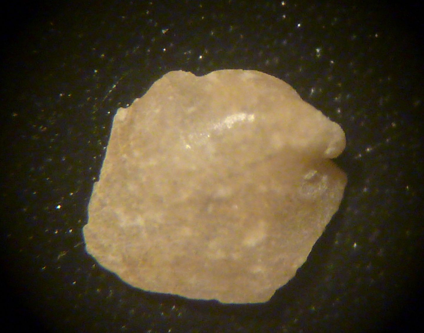 Petalifera?