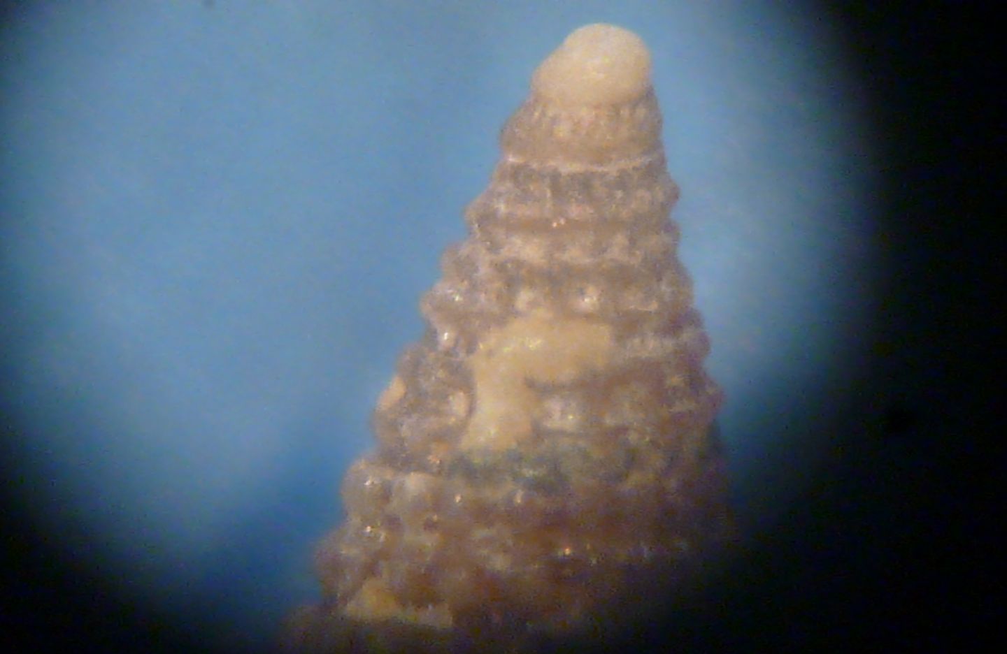 Cerithiopsidae 1 da determinare