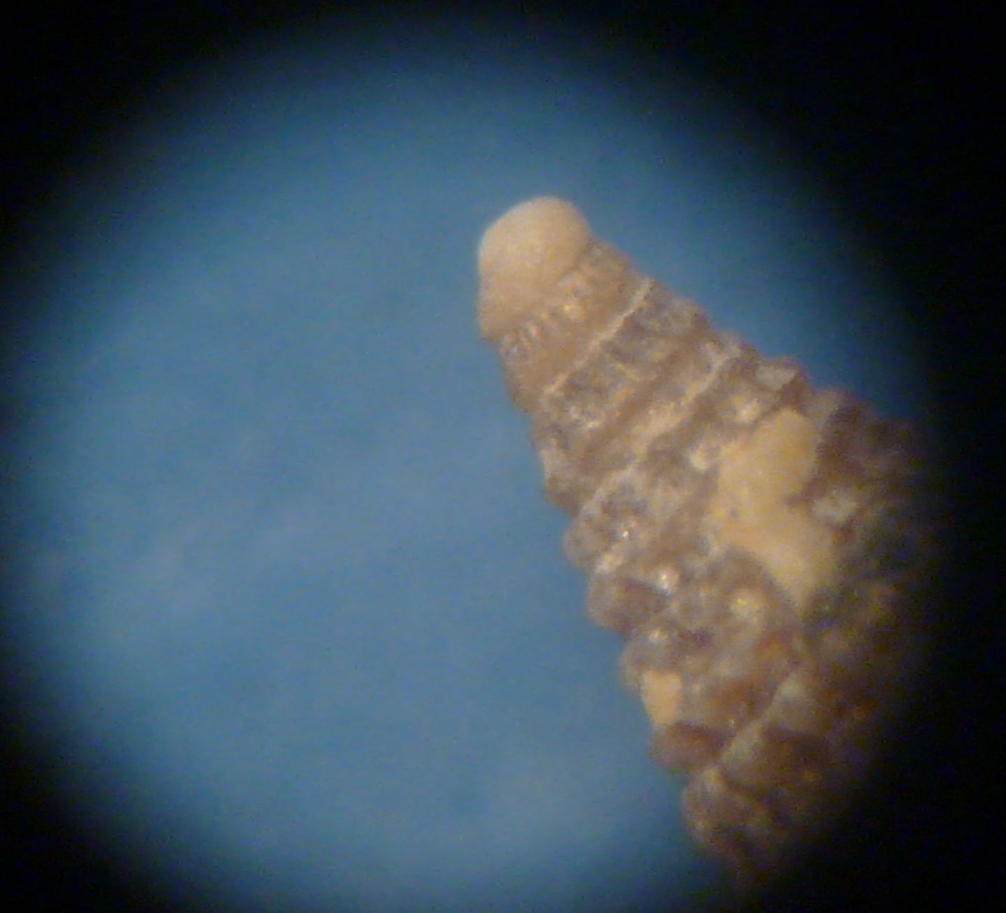 Cerithiopsidae 1 da determinare