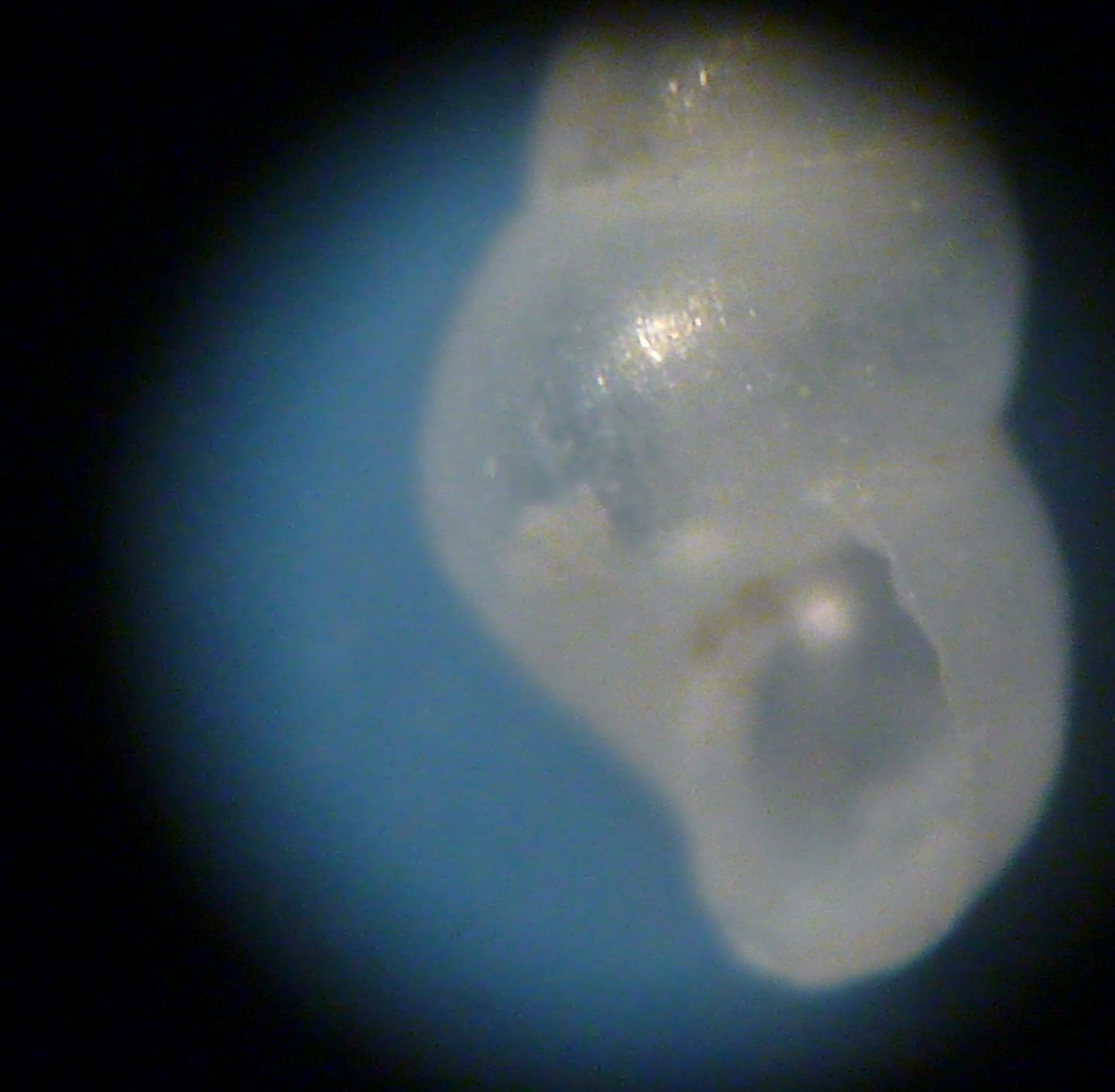 Odostomia da determinare