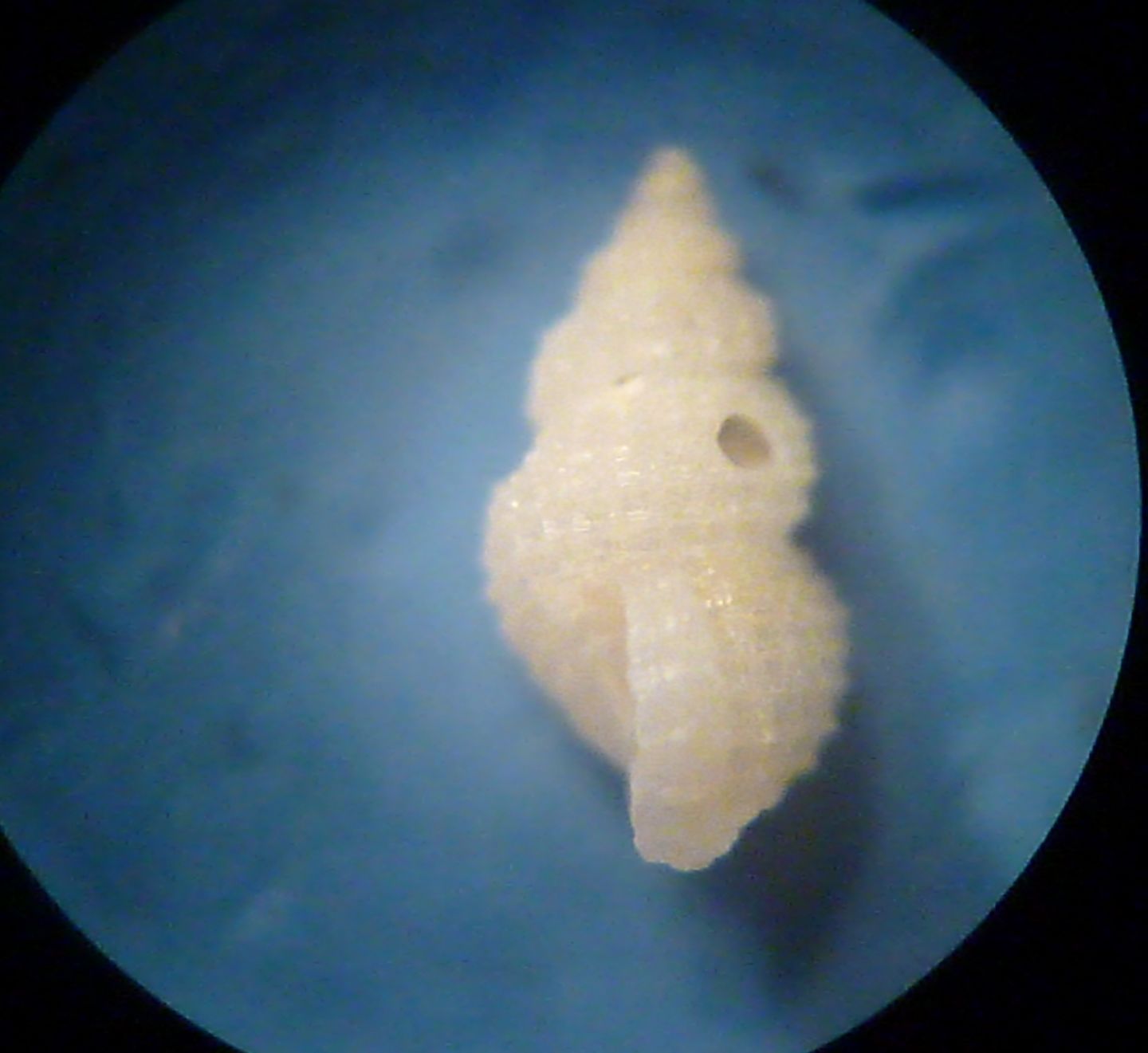 Alvania da determinare