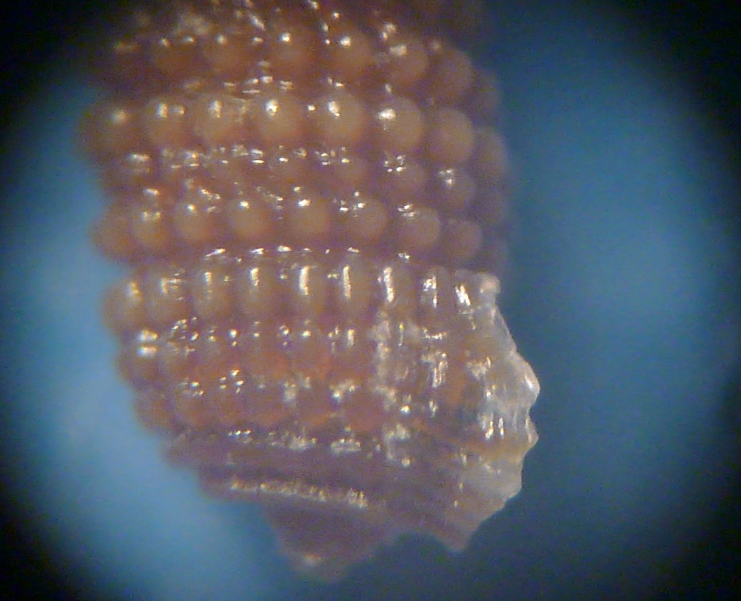 Triphoridae da determinare