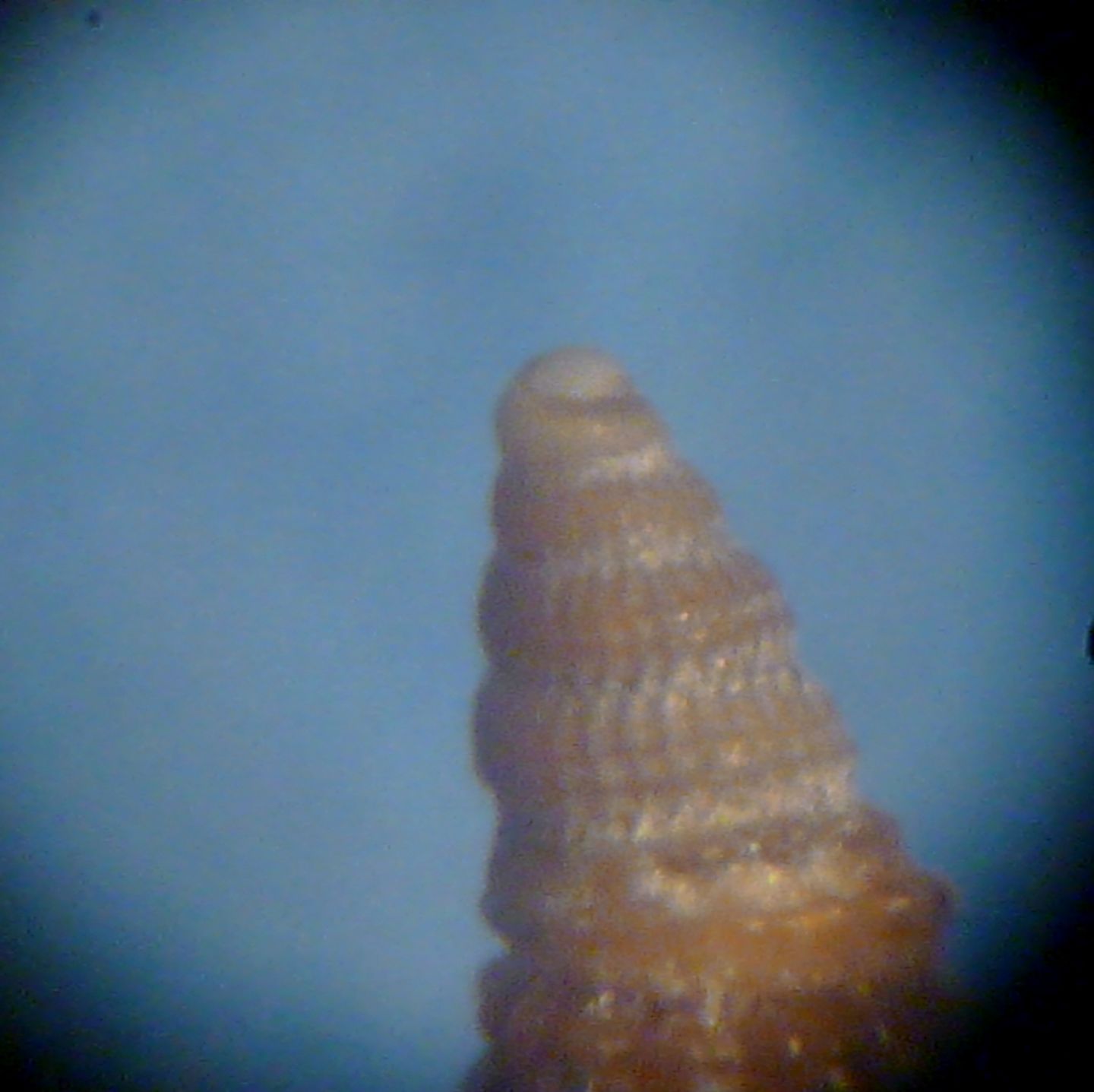 Triphoridae da determinare