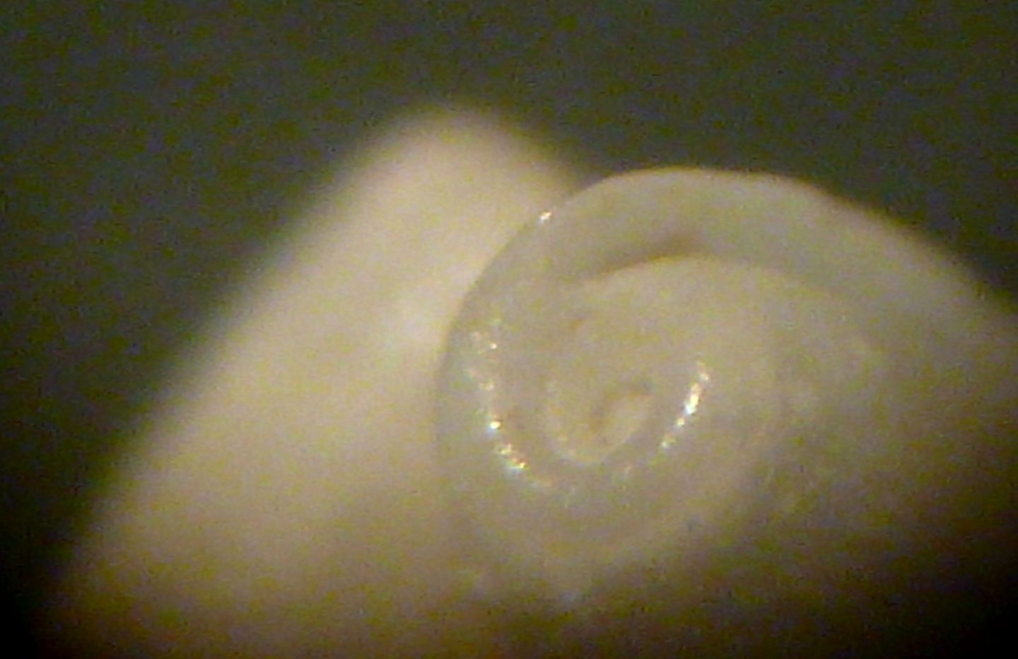 Cylichnina laevisculpta