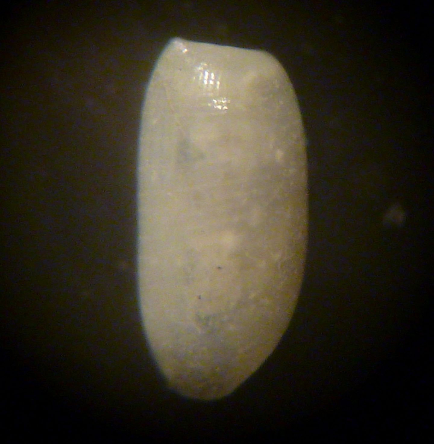 Cylichnina laevisculpta