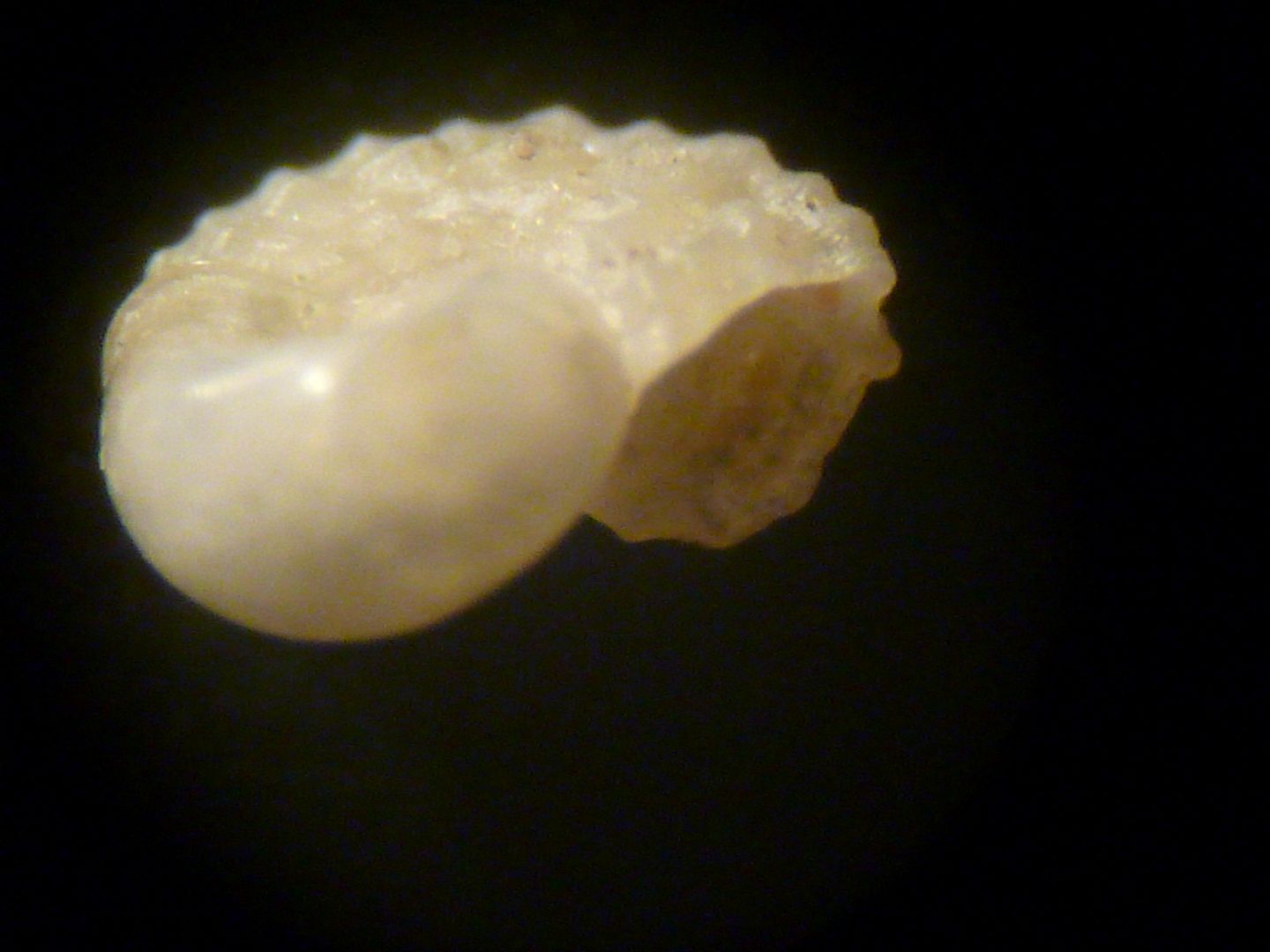 Micro gasteropode