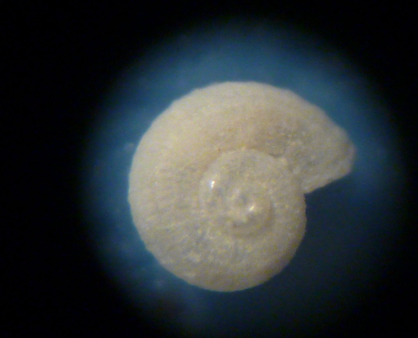 Skeneoides exilissima?