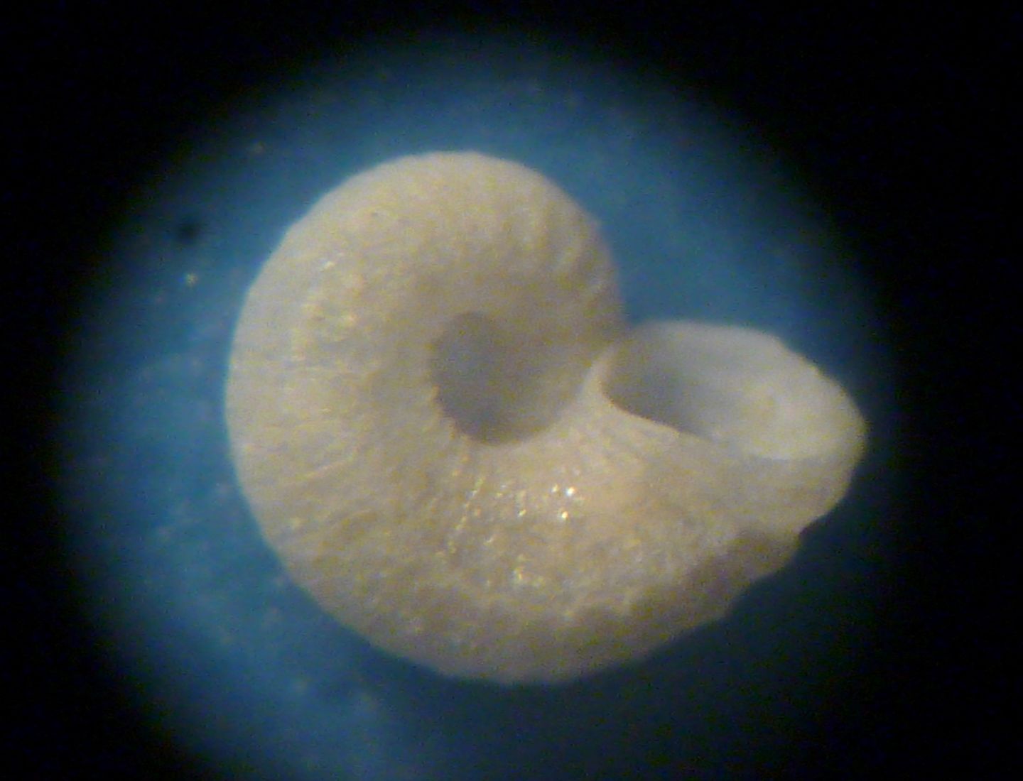 Skeneoides exilissima?