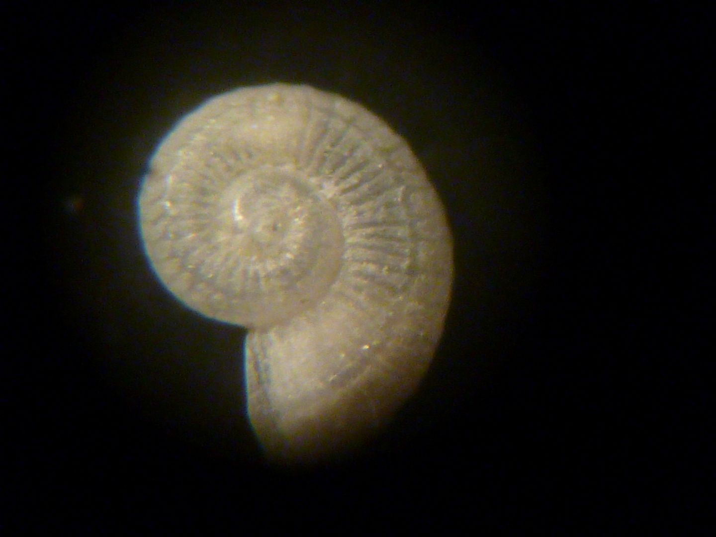 Skeneoides exilissima?