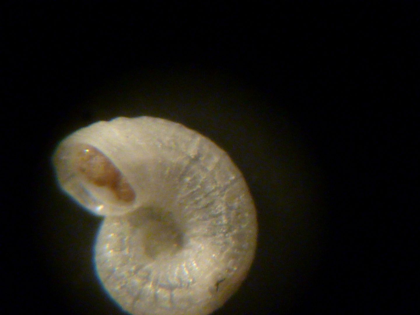 Skeneoides exilissima?