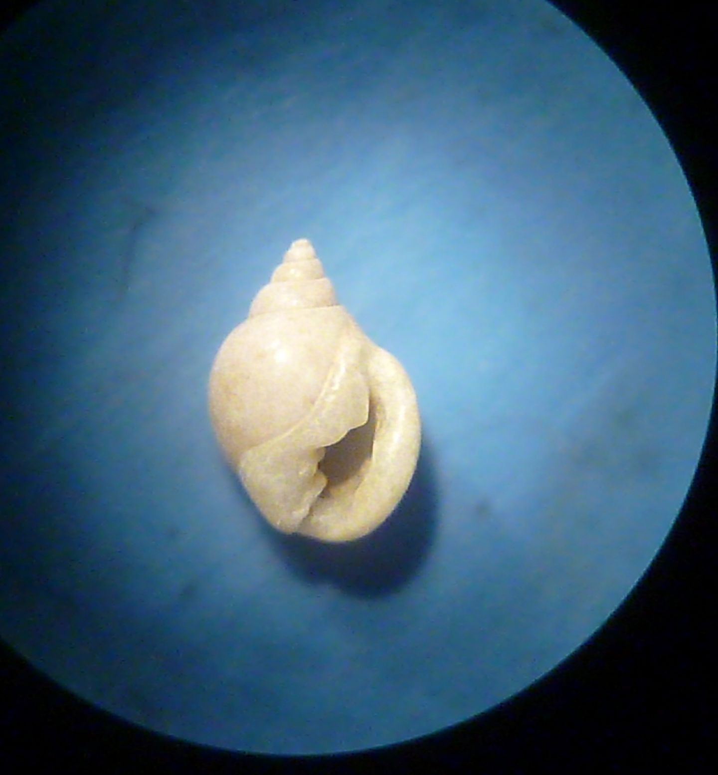 Altra Ringicula