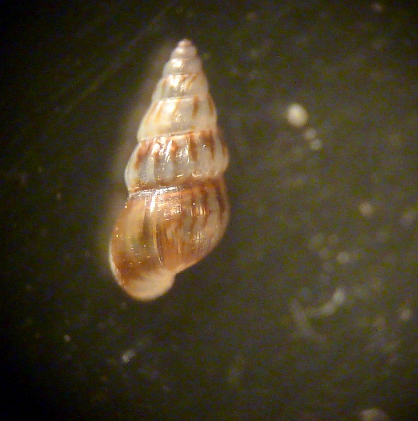 Rissoide da determinare