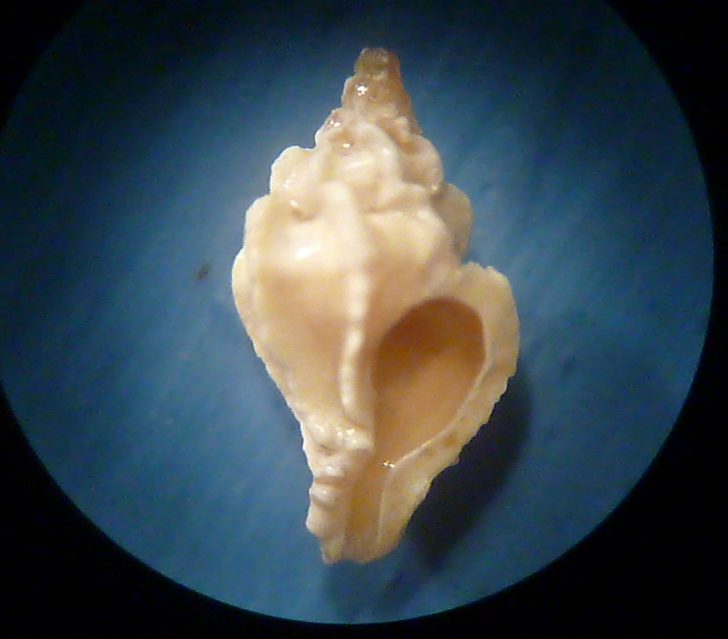 Dermomurex scalaroides?