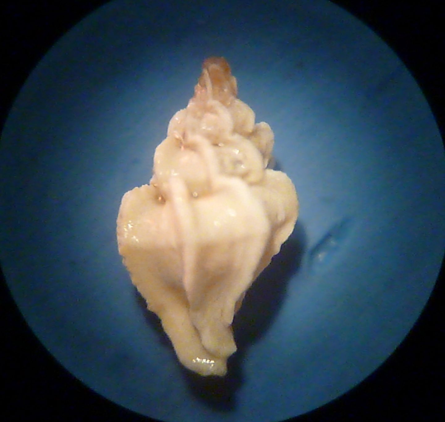 Dermomurex scalaroides?