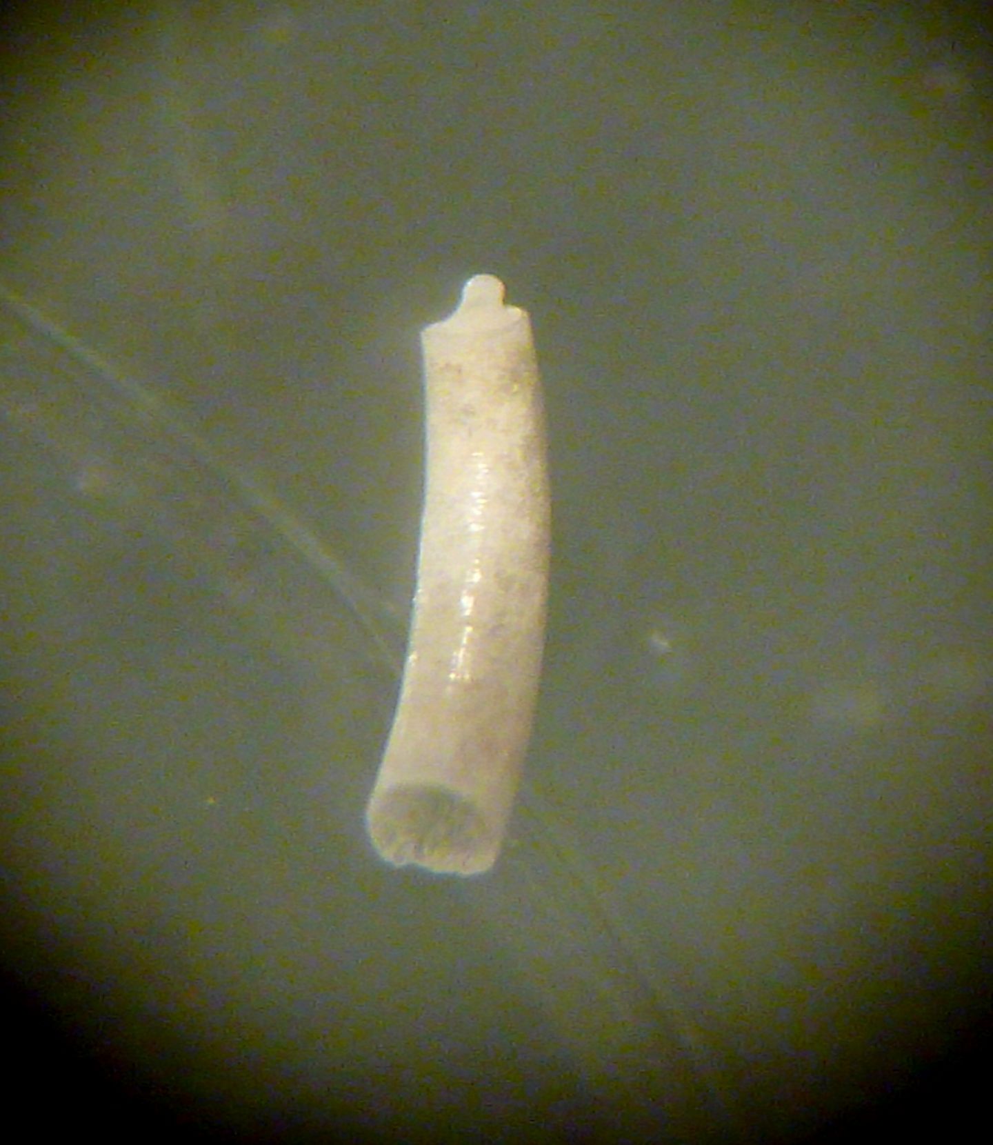 Caecum clarkii?