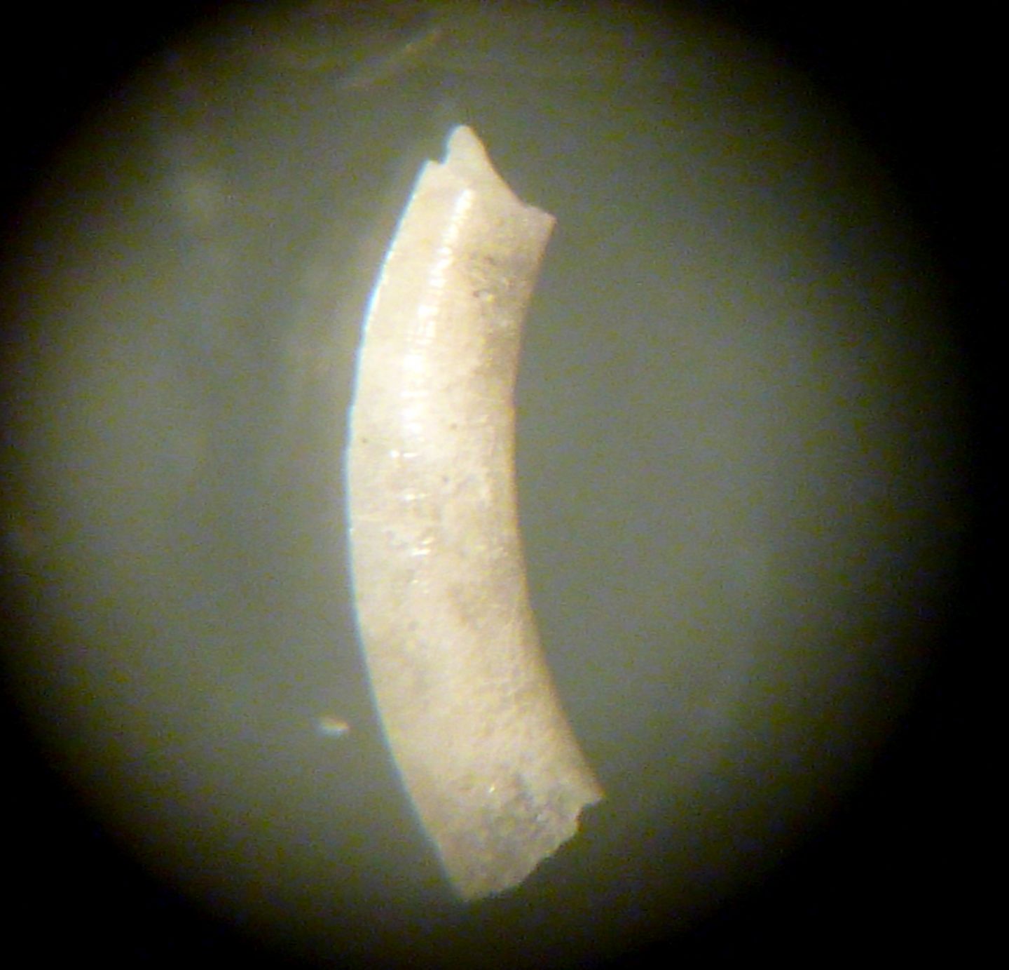 Caecum clarkii?