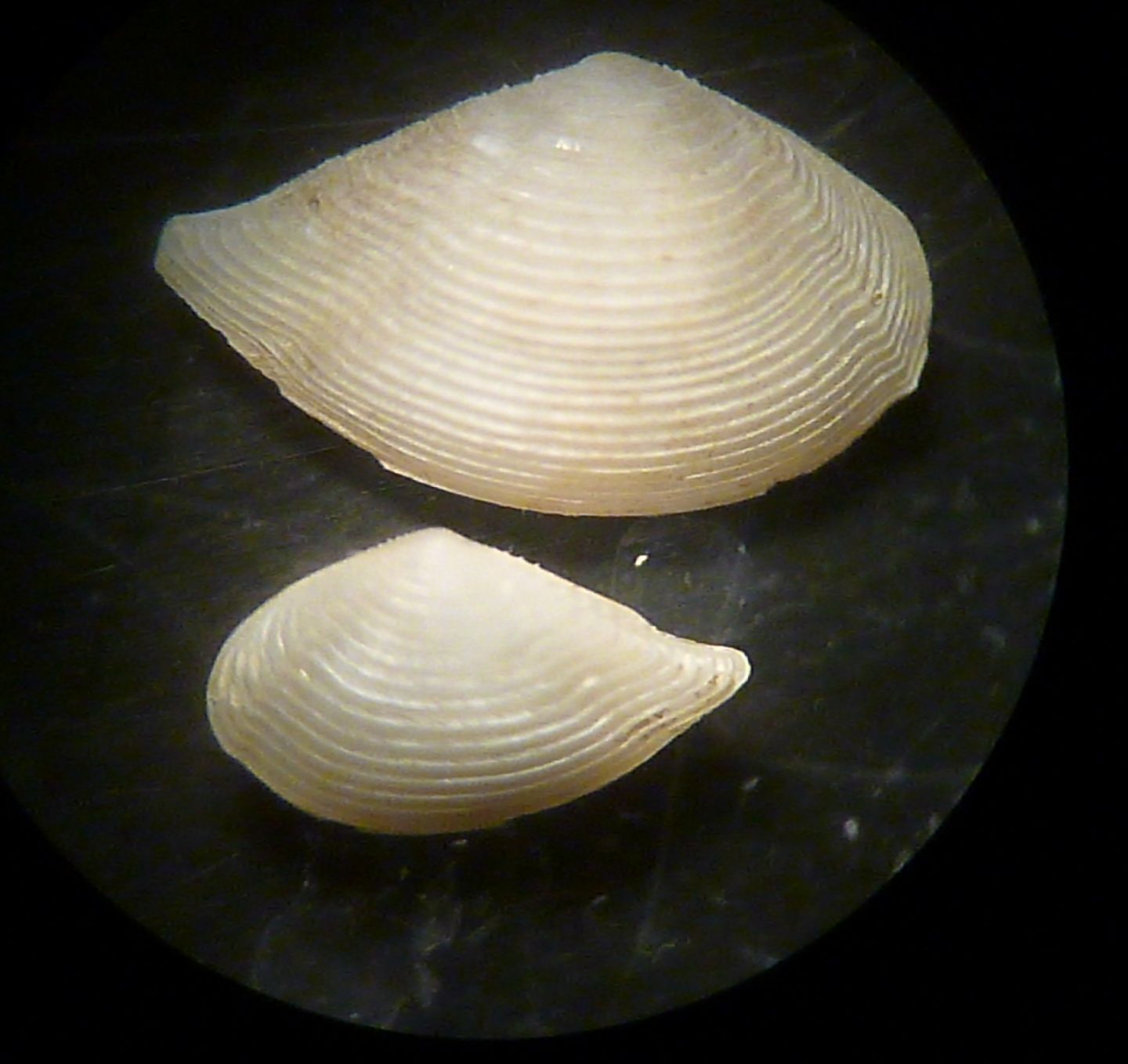 Saccella ?