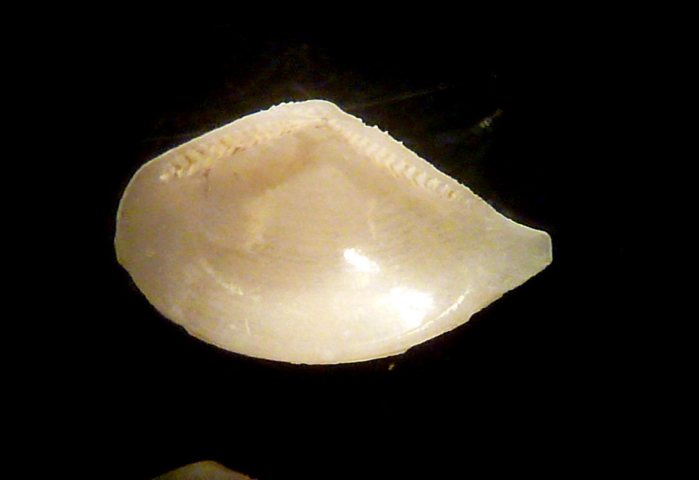Saccella ?