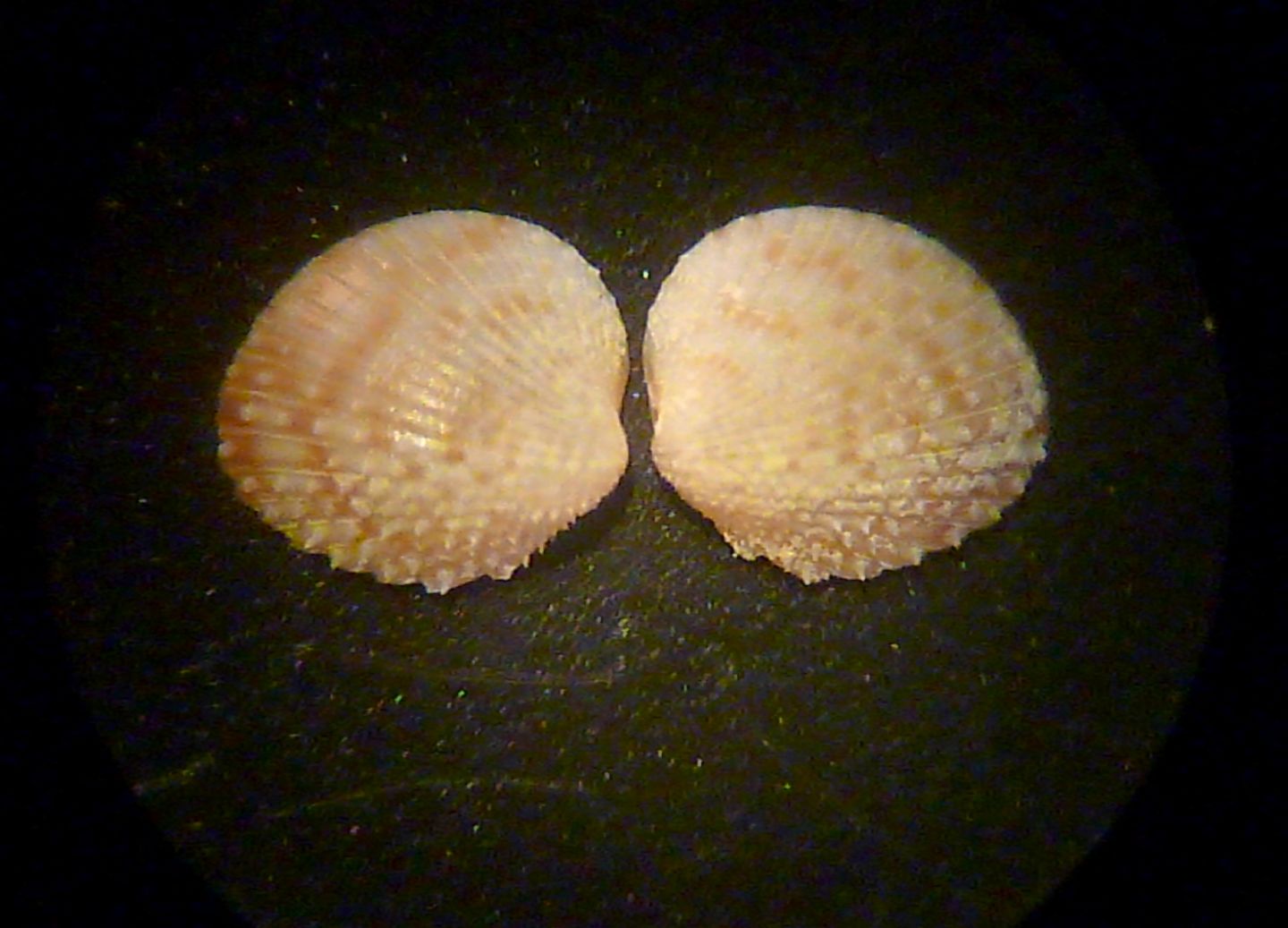Piccolo cardiidae