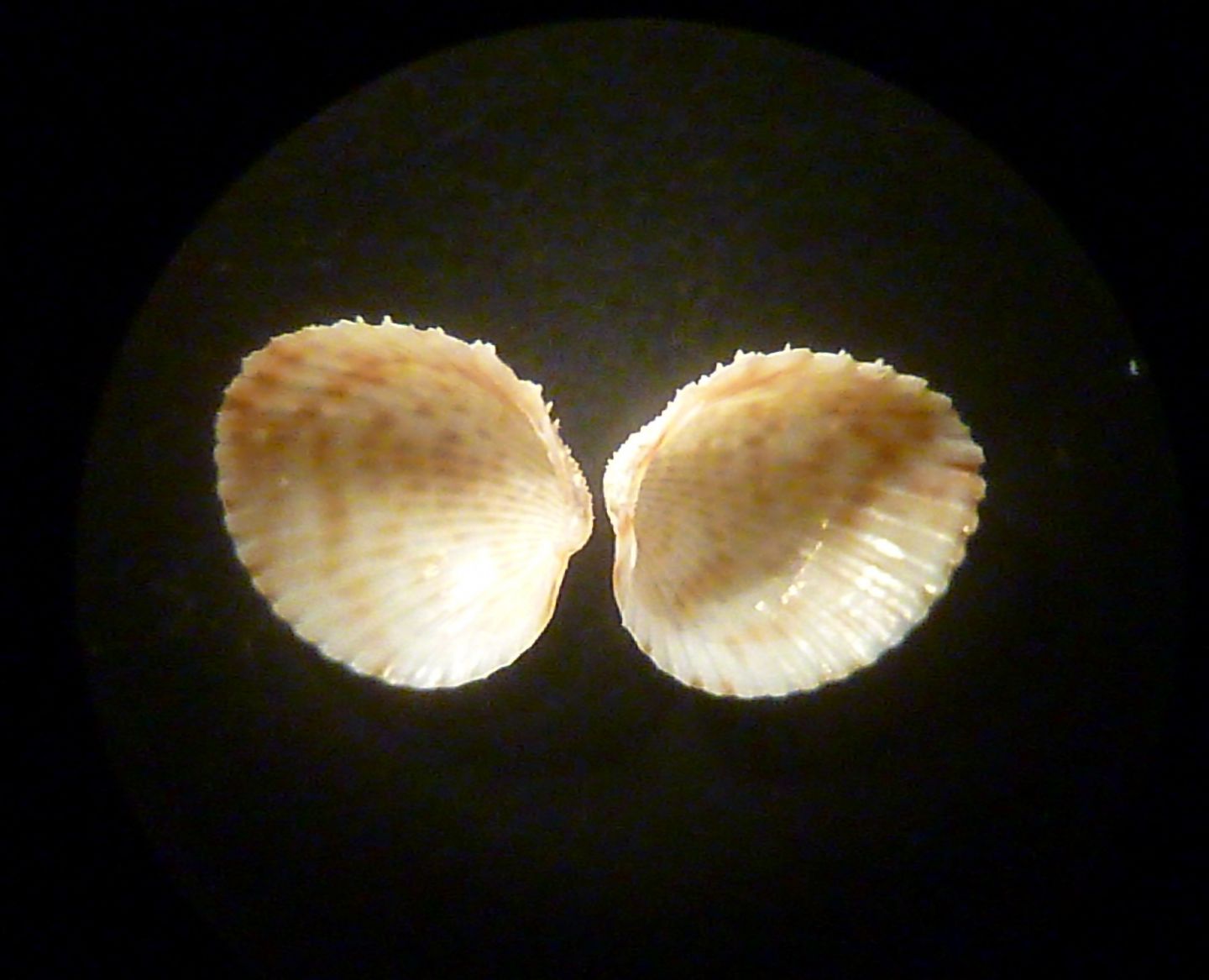 Piccolo cardiidae