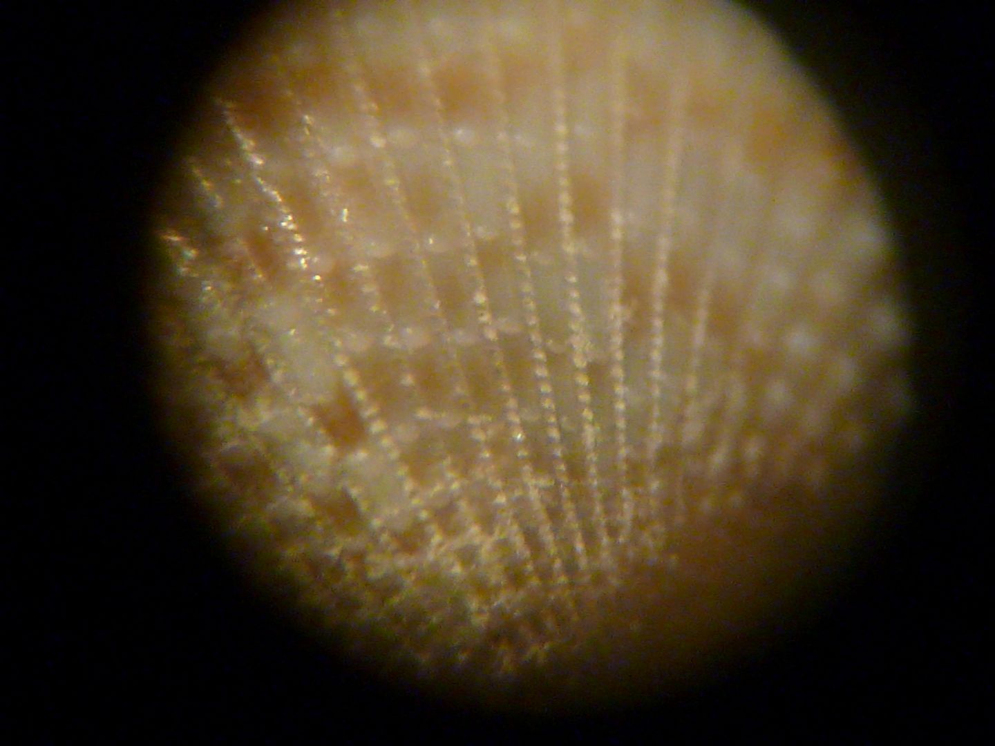 Piccolo cardiidae