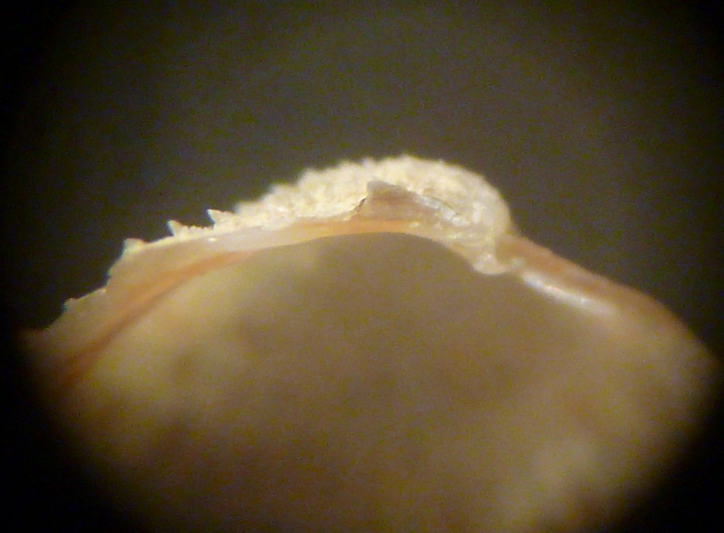 Piccolo cardiidae