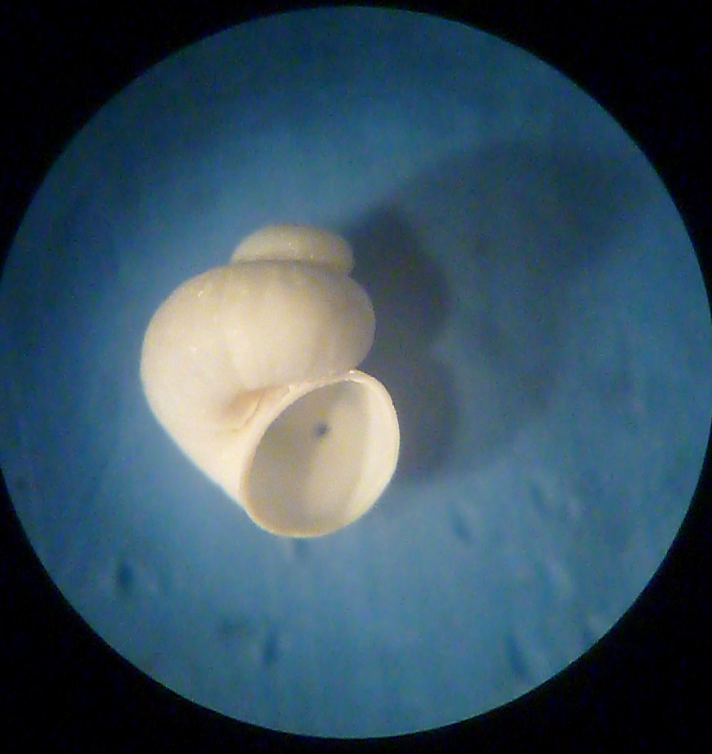 Gasteropode da determinare