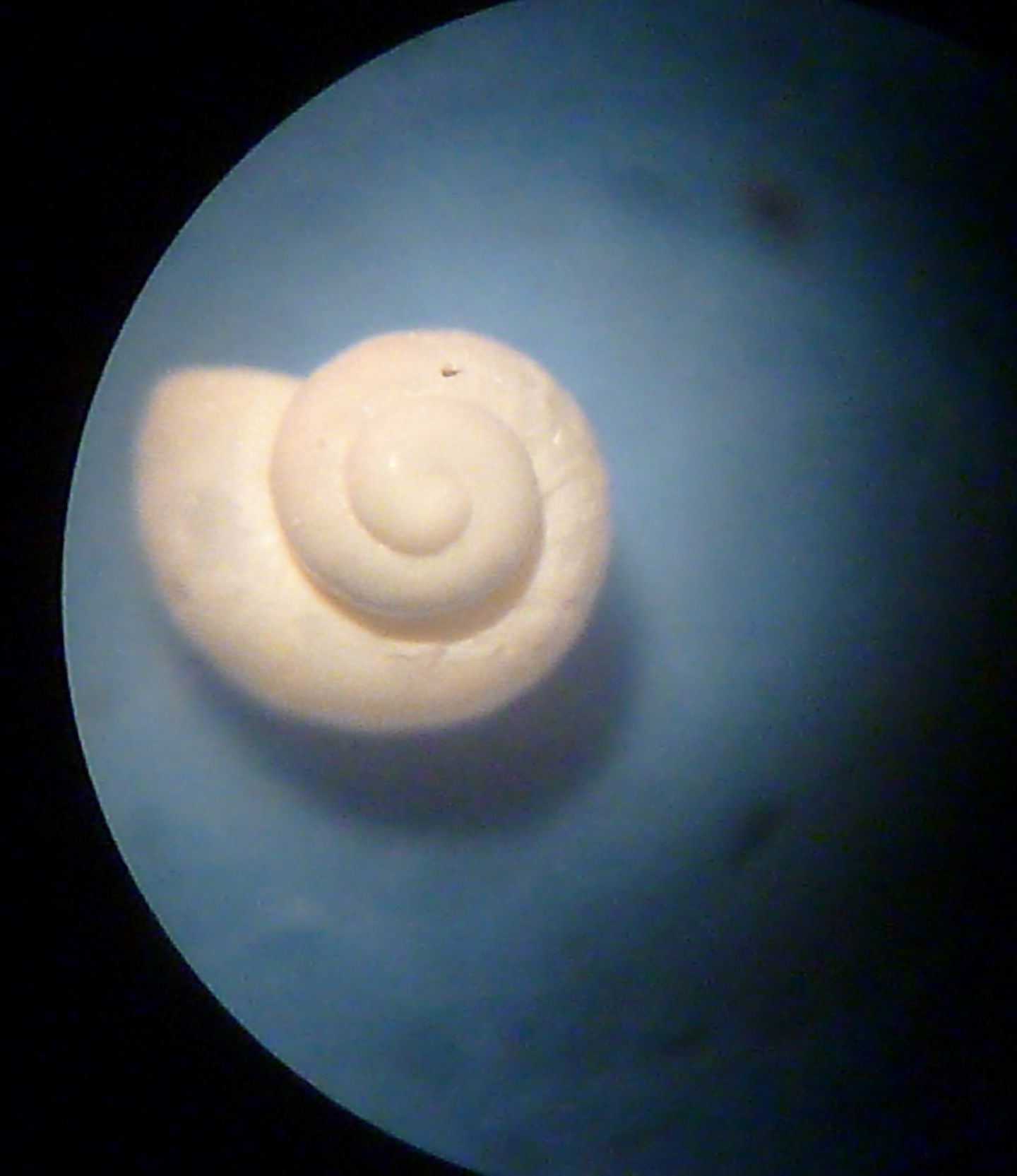 Gasteropode da determinare