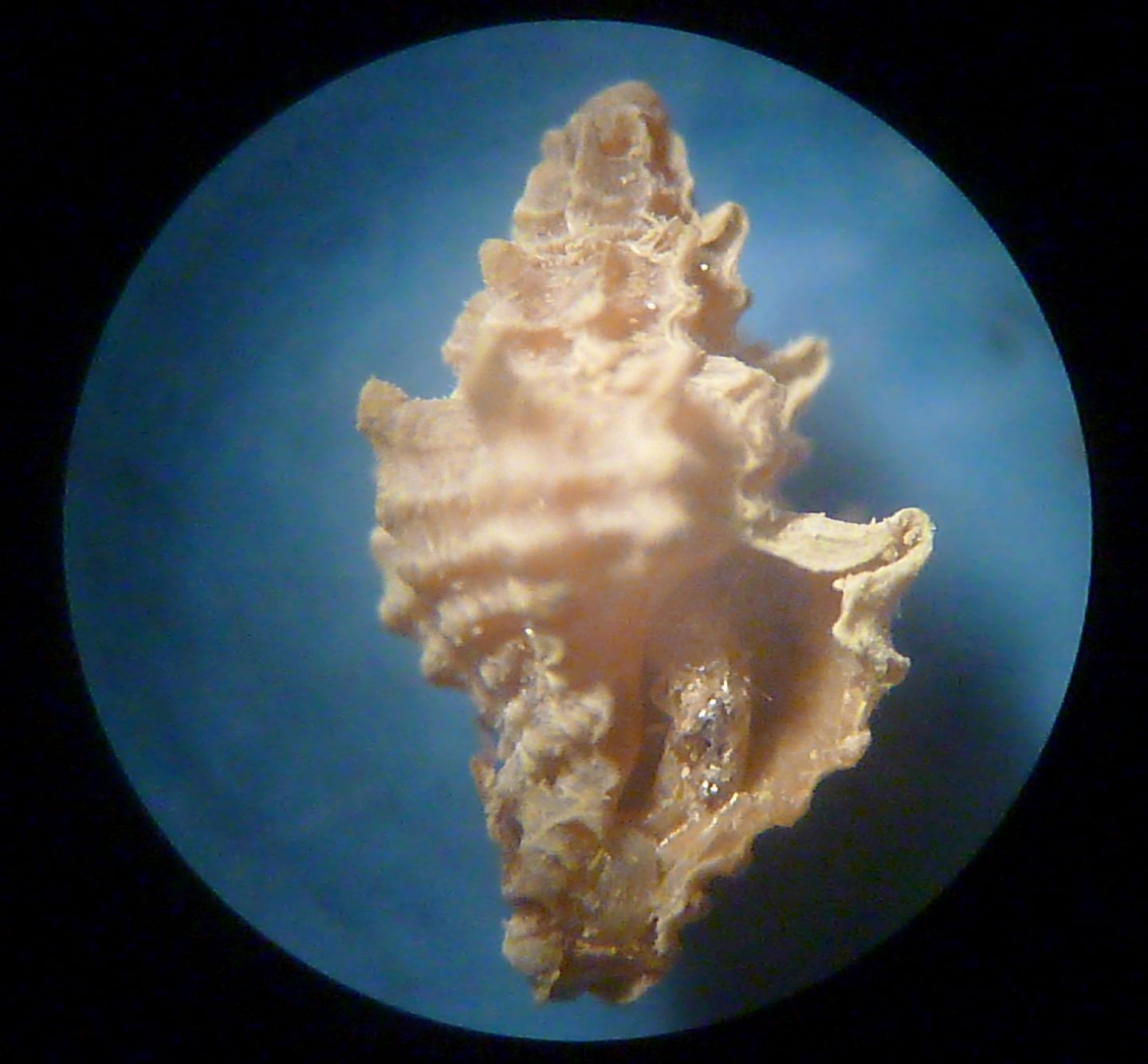 Muricopsis ?